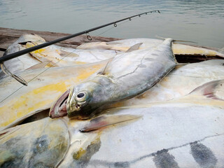 Queenfish fishing game at sea