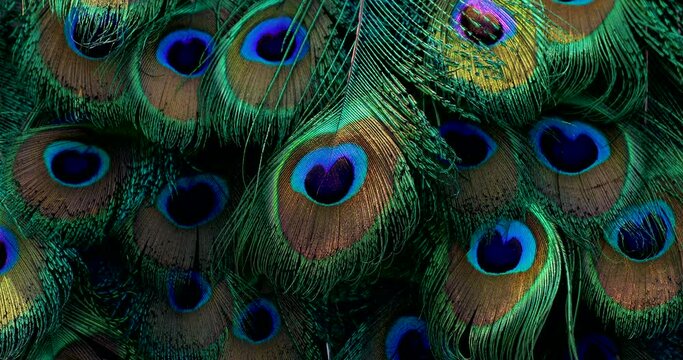 peacock feather background.