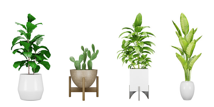 Set of plant in a pot isolated on white background, 3d render illustration.
