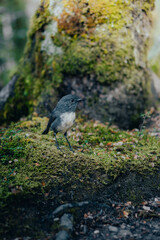 A high quality portrait shot of a fantail bird standing tall on a rock in the middle of a stunning forest.