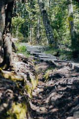 A high quality image of a broken up wooden pathway in a beautiful rainforest. 