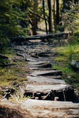 A high quality image of a broken up wooden pathway in a beautiful rainforest. 