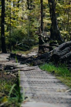 A high quality image of a broken up wooden pathway in a beautiful rainforest. 