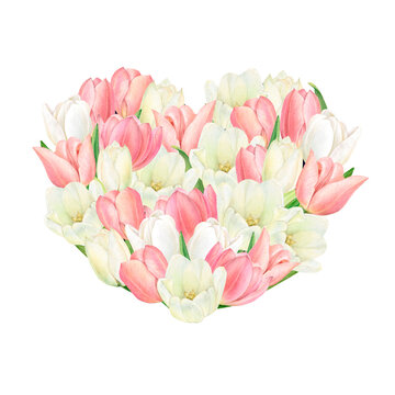 Watercolour heart-shaped drawing of beautiful white and pink tulips. Hand-drawn of luxurious flowers