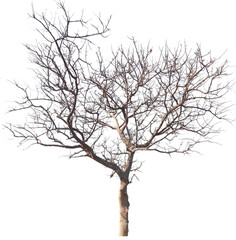 PNG death tree with removed original background for easy to drag and drop in new project