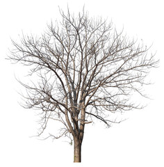 PNG death tree with removed original background for easy to drag and drop in new project