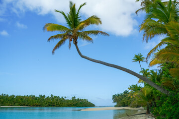 Coconut palm leans out over idyllic bay
