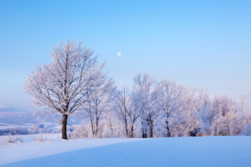 日の出に色ずく樹氷と残月(美瑛町）