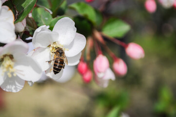 A bee stopped on a white flower gathering honey
