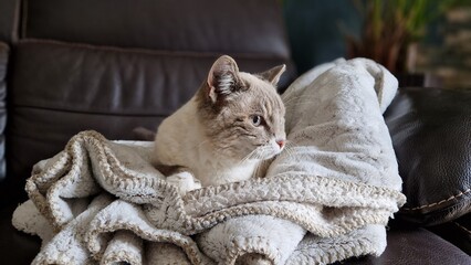 Mignon petit chat aux yeux bleus allongé sur le canapé