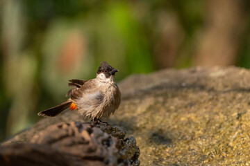 Sooty-headed bulbul stand in the rain forest