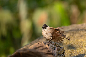 Sooty-headed bulbul stand in the rain forest