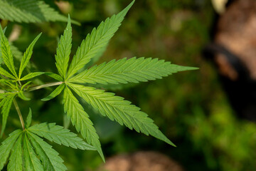 Close up green leaf of marijuana.Marijuana plants in garden