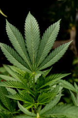 Fototapeta na wymiar Close up green leaf of marijuana.Marijuana plants in garden