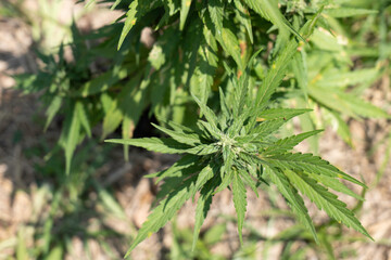 Close up of cannabis seed pods, . Harvest of marijuana 