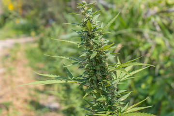 Close up of cannabis seed pods, . Harvest of marijuana 