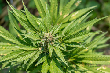 Close up of cannabis seed pods, . Harvest of marijuana 