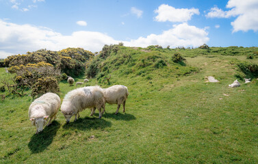 Sheep and lambs grazing in a green pasture across a lush Irish countryside
