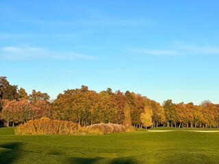 Fototapeta premium Golf field with green grass near autumn park trees.