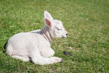 Portrait of young white lamb in profile, lazily resting in a pasture in rural Ireland. A piece of dung is under its nose.