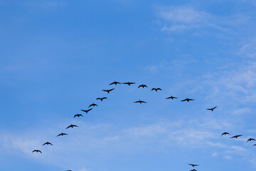 Group of migrating geese birds