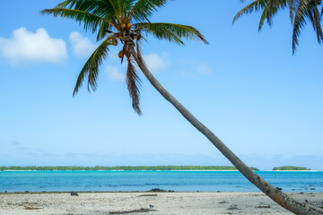 Tropical beach with leaning coconut palm