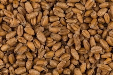 whole background of wheat grain