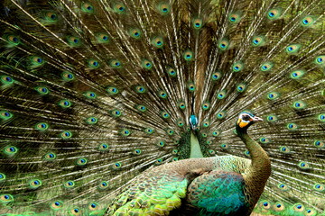 Fototapeta premium Beautiful Green Peafowl