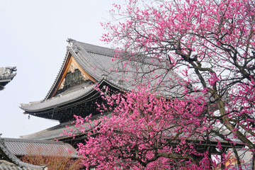 雪降る2月の京都市興正寺の紅梅と阿弥陀堂