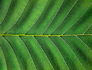 The green leaf of the plant. The texture of a part of a green leaf. close-up. Symmetrical pattern. Macro background. Natural background. View from above. Copy space