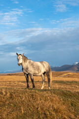Fototapeta na wymiar White horse on the background of a mountain peak. Beautiful horses in an autumn meadow poses against the background of a white snow-covered mountain. Vertical view.