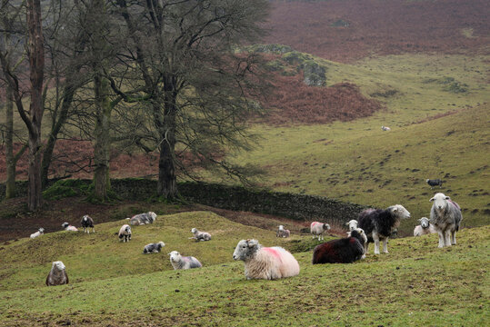 Beautiful peaceful landscape image of sheep in farm alongside Loughrigg Tarn in Lake District on a Winter morning