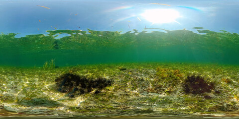 A colony of black sea urchins on the sandy bottom. Sea urchin Echinothrix diadema, commonly called diadema.