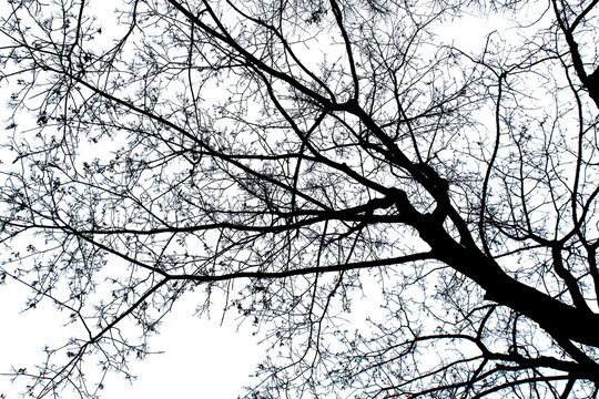 Black white photo of tree tops without leaves	