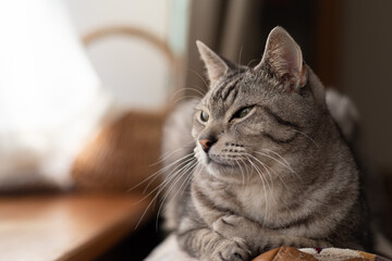 Obraz premium くつろぐ猫 サバトラ猫