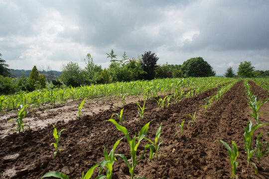Low angle view of seedlings and crop rows in spring
