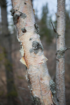 Detail of paper birch (Betula papyrifera) bark, Mirror Lake State Wayside Park, Chugiak, Alaska.
