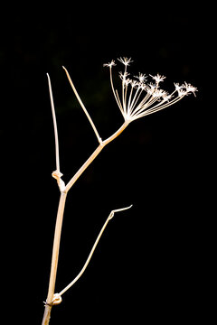 Dried cow parsnip flower (Heracleum maximum), Rocky Mountain National Park, Colorado.