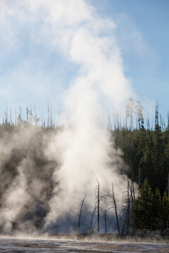 Steam from a large hot spring envelopes nearby trees in Yellowstone National Park, Wyoming.