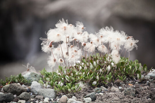 Flowering Dryas (Dryas spp.) on the edge of the Root Glacier in Wrangell-St. Elias National Park, Alaska.