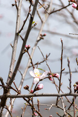 Close-up beautiful almond blossoms in spring.
