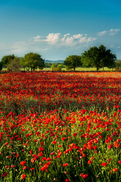 A field of red poppies with a stand of trees in the background.