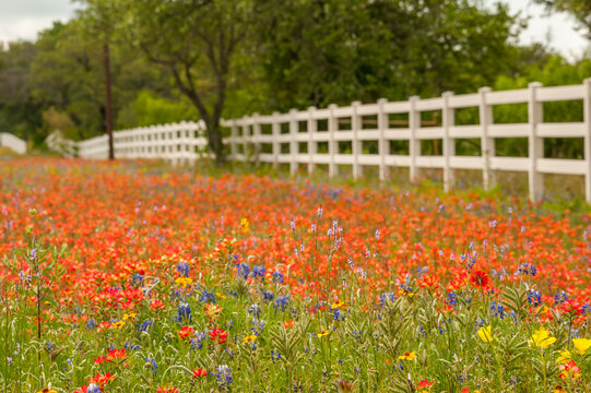 Texas wildflowers by a roadside with a white fence fading to the distance.