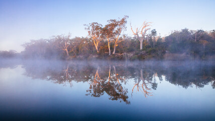 Trees along Noosa River at dawn, Queensland, Australia