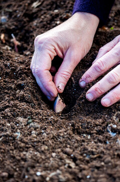 Gardeners hands planting garlic cloves