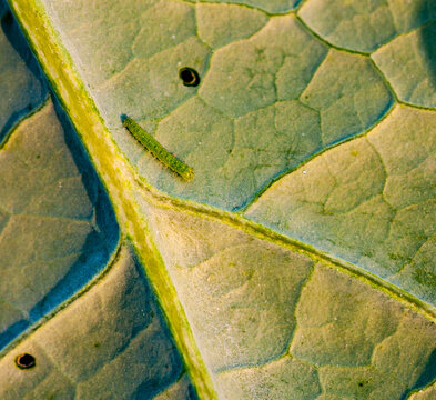 Cabbage worm on leaf of cabbage