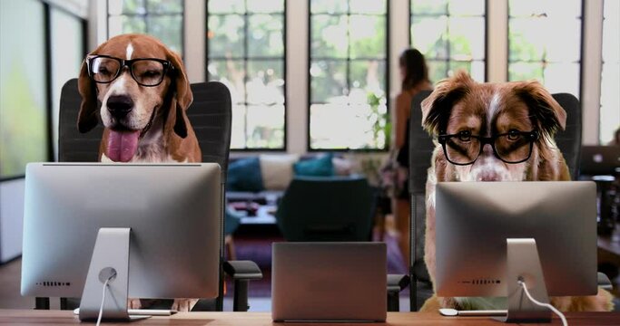 Two smart-looking dogs with glasses working on their computers in a modern open space office interior