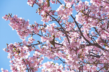 保土谷公園の河津桜