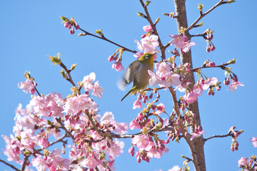 保土谷公園の河津桜