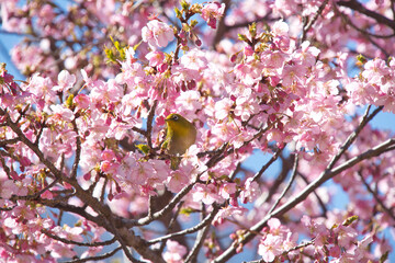 保土谷公園の河津桜